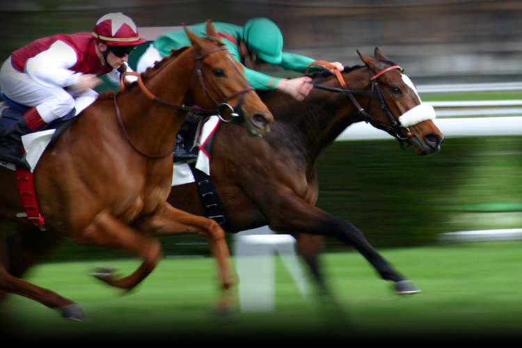 online horse betting free promotions