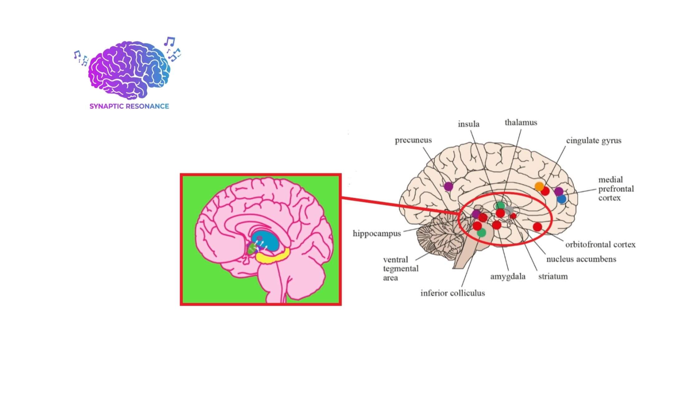 Synaptic Resonance Benefits (1)