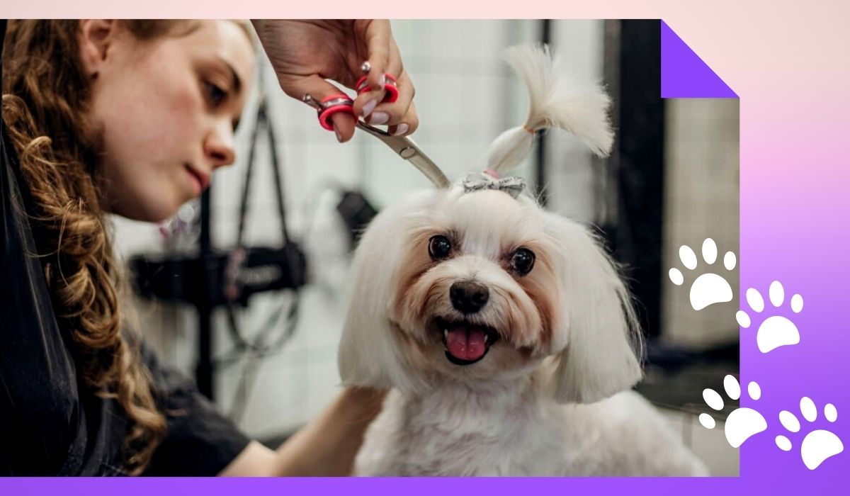 Make Money Through Dog Grooming