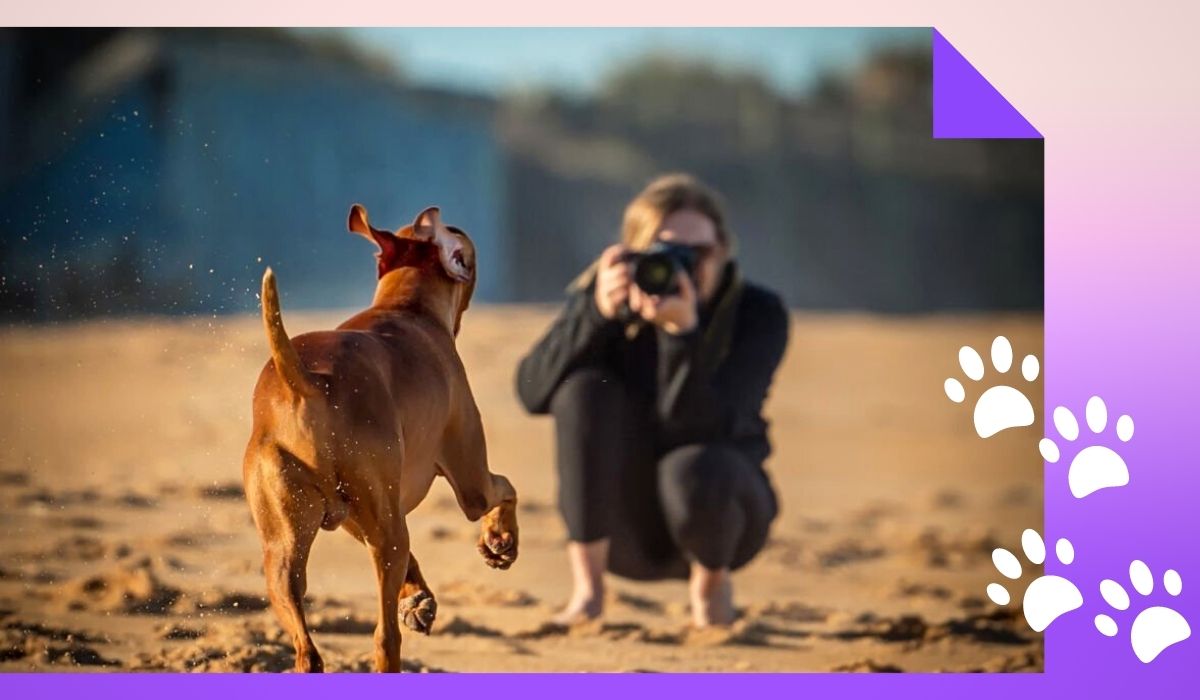 Make Money Through Dog Photography
