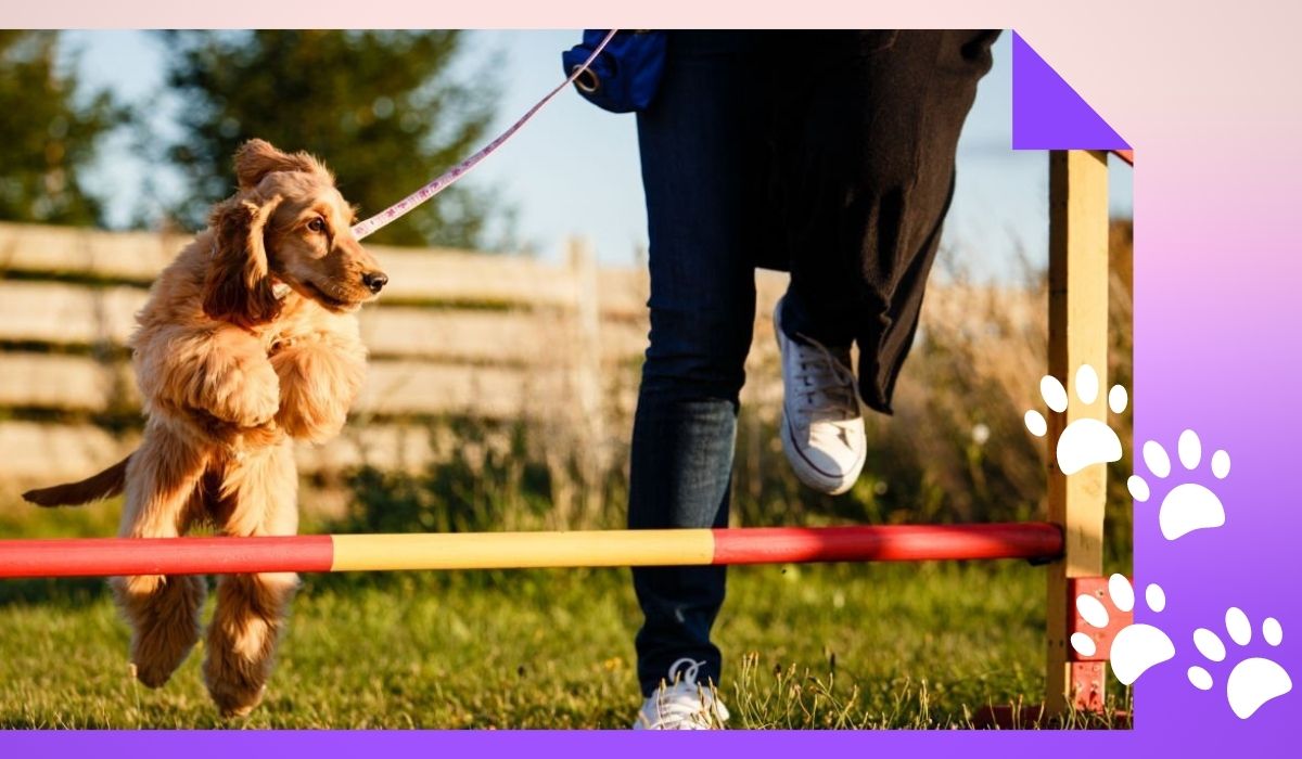 Make Money Through Dog Training