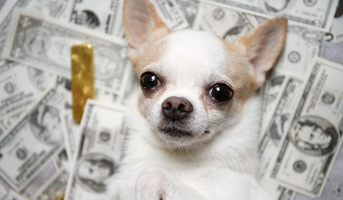 Make Money With A Dog